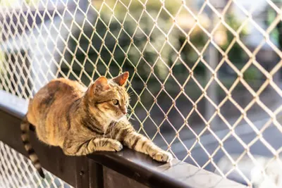 Redes de Proteção para Gato